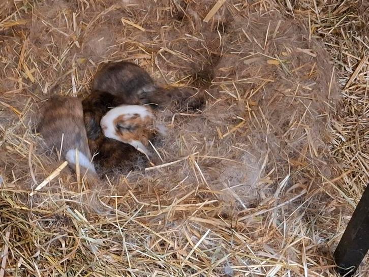Nestje Franse Hangoor konijntjes te reserveren, Dieren en Toebehoren, Konijnen, Groot, Geslacht onbekend, 0 tot 2 jaar, Hangoor