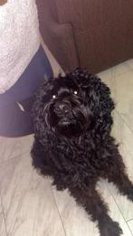 Poodle x wetterhoun, 1 tot 2 jaar, Teef, Eén hond, Middel