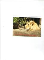 Blijdorp Aziatische leeuw onbeschr. kaart, Wild dier, Ongelopen, Verzenden, 1980 tot heden