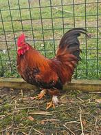 Samson zoekt een huisje! (Haan), Dieren en Toebehoren, Pluimvee, Mannelijk, Kip