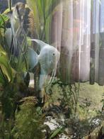 Vissen aqarium, Dieren en Toebehoren, Vissen | Aquariumvissen