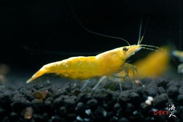 🦐 Gele garnalen (Neocaridina) beschikbaar voor biedingen