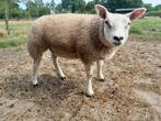 Witte texelaar ooilam, Dieren en Toebehoren, Schapen, Geiten en Varkens, Vrouwelijk, Schaap
