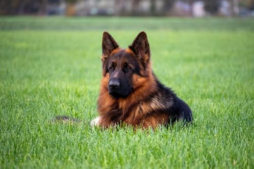 Duitse herder pups (showlijn x werklijn), Dieren en Toebehoren, Honden | Herdershonden en Veedrijvers, Meerdere dieren, Herder