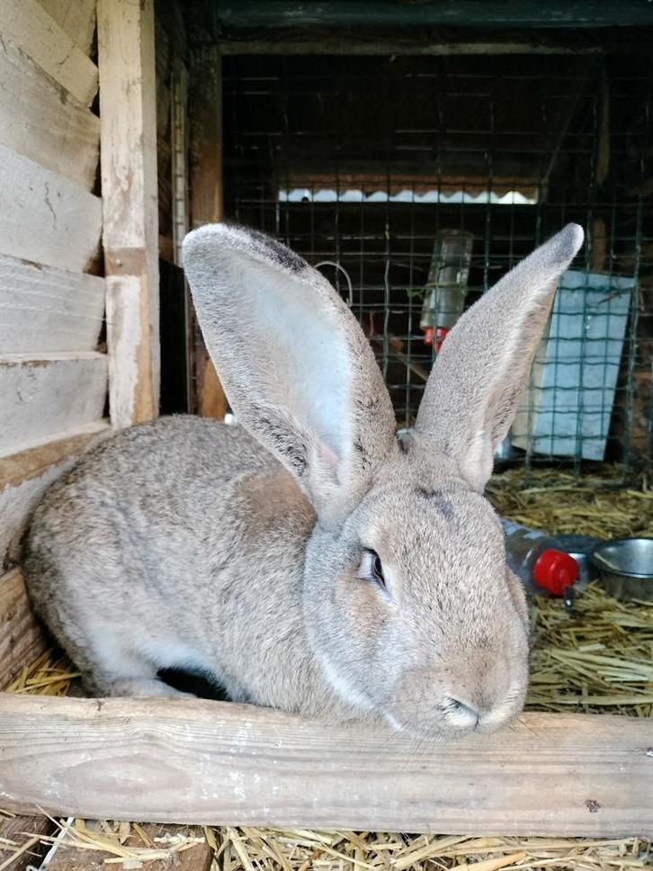 Vlaamse reuzen, Dieren en Toebehoren, Konijnen, Groot, Meerdere dieren, 0 tot 2 jaar, Hangoor