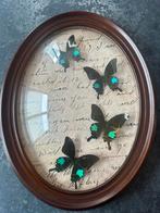 Antieke lijst met Papilio paris, Ophalen