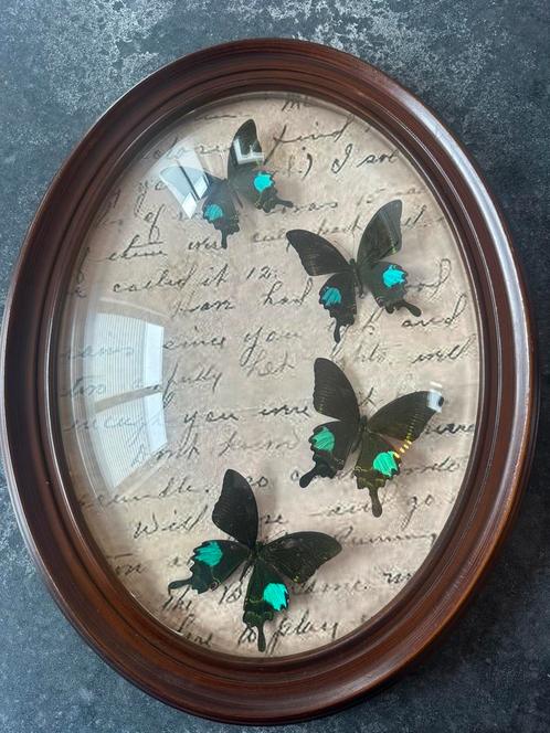 Antieke lijst met Papilio paris, Antiek en Kunst, Antiek | Overige Antiek, Ophalen