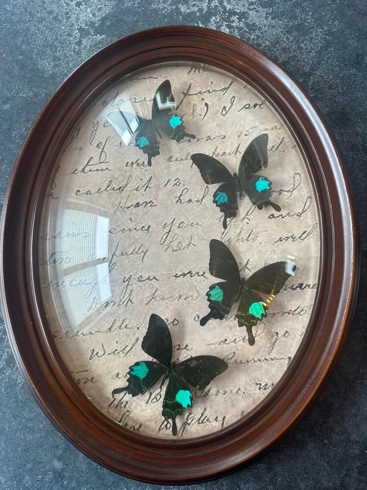 Antieke lijst met Papilio paris, Antiek en Kunst, Antiek | Overige Antiek, Ophalen