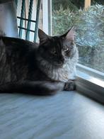 Maine Coon, Meerdere dieren