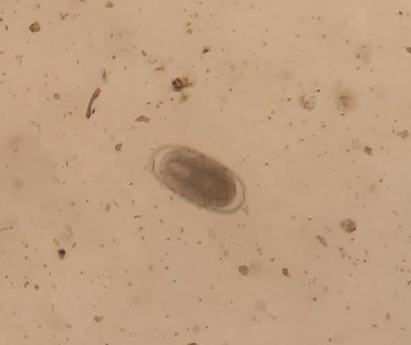 Mestonderzoek, Dieren en Toebehoren, Ophalen of Verzenden, Overige soorten