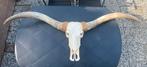 Texas Longhorn schedel met hoorns., Ophalen of Verzenden, Zo goed als nieuw, Schedel