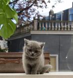 Superlieve Britse korthaar kittens, nog 1 beschikbaar, Ontwormd, 0 tot 2 jaar, Poes