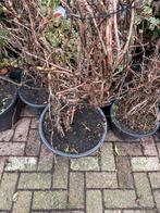 Klimhortensia wit hoog 100/120 goed vertakt top prijs 19,95, Tuin en Terras, Planten | Tuinplanten, Ophalen, Vaste plant, Halfschaduw