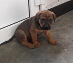 Kruising rottweiler x boerboel, België, Particulier, CDV (hondenziekte), 8 tot 15 weken