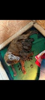 Te koop Duitse staande langhaar pups, Dieren en Toebehoren, Honden | Setters en Staande honden, Rabiës (hondsdolheid), 8 tot 15 weken