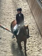 Verzorg pony gezocht, Ophalen of Verzenden