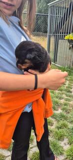 Rottweiler pups, Dieren en Toebehoren, België, Particulier, Rabiës (hondsdolheid), 8 tot 15 weken