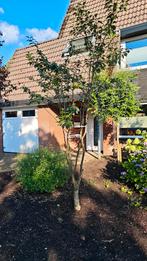 Kersenboom 250cm, Halfschaduw, Overige soorten, Lente, 100 tot 250 cm