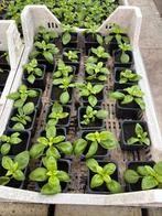 Basilicum plantjes, Ophalen, Eenjarig, Groenteplanten, Volle zon