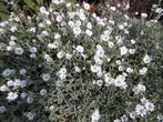 Cerastium/Hoornbloem, witte bloemen, viltachtig grijs blad., Bodembedekkers, Volle zon, Vaste plant, Ophalen of Verzenden