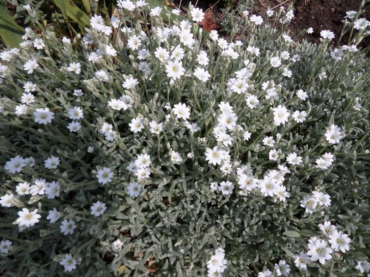 Cerastium/Hoornbloem, witte bloemen, viltachtig grijs blad., Tuin en Terras, Planten | Tuinplanten, Vaste plant, Bodembedekkers