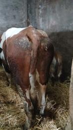 Roodbonte koe met parthenaise vaarskalf, Mannelijk