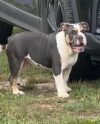 Blue tan engelse bulldog pup, Dieren en Toebehoren, 8 tot 15 weken, Teef, Bulldog, Eén hond