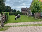 Gezocht: weiland/grasland te huur, 4 paarden of pony's of meer, Weidegang