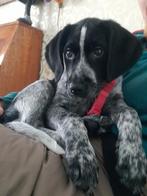 Duitse staander pup, Duitse Staande hond, 8 tot 15 weken, Teef, Eén hond