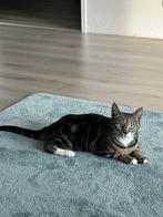 Giving Away Cat Moonlight, Poes, Kortharig, 3 tot 5 jaar