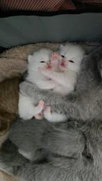 Britse korthaar kittens. Laatste uit het nestje, Meerdere dieren, Ontwormd