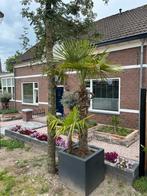 Palmboom in plantenbak, 100 tot 250 cm, Zomer, Palmboom, Ophalen