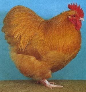 Orpington buff, groot ras, Dieren en Toebehoren, Pluimvee, Kip, Meerdere dieren