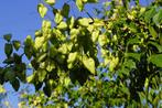 Koelreuteria gele zeepboom lampionboom zaden GRATIS, Ophalen of Verzenden, Voorjaar, Volle zon, Zaad