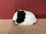 Texel driekleur cavia zeugje, Dieren en Toebehoren, Knaagdieren, Cavia, Vrouwelijk, Januari, Tam