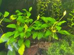 Anubias stekken., Overige typen, Zoetwatervis