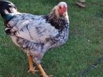 Mooie 3 maand oude wyandotte haan., Dieren en Toebehoren, Pluimvee, Mannelijk, Kip