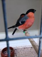 2 Noorse goudvink mannen, Mannelijk