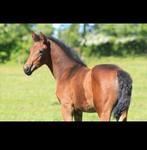 Kleinschalige veulenopfok - beperkte plaatsen beschikbaar!, Dieren en Toebehoren, Stalling en Weidegang, Weidegang, 4 paarden of pony's of meer