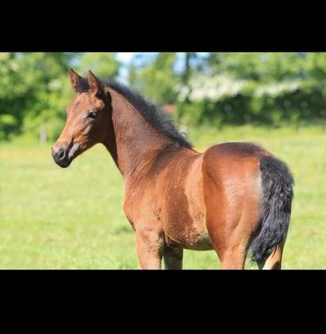 Kleinschalige veulenopfok - nog 1 plaats beschikbaar!, Dieren en Toebehoren, Stalling en Weidegang, Opfok, Weidegang, 4 paarden of pony's of meer