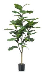 ficus lyrata 120cm, Ophalen of Verzenden, Nieuw