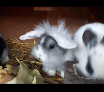 Jonge konijntjes dwergkonijntjes hangoortjes vosjes beschikbaar voor biedingen
