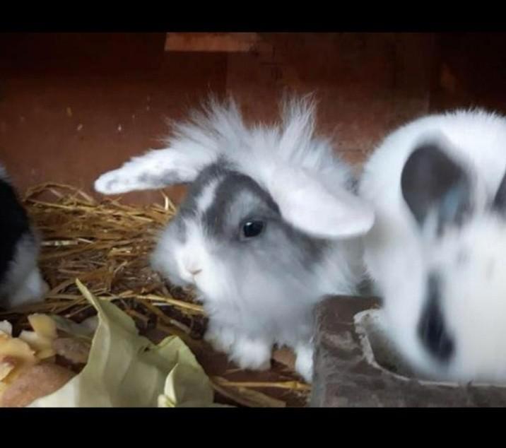 Jonge konijntjes dwergkonijntjes hangoortjes vosjes, Dieren en Toebehoren, Konijnen