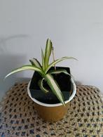 Graslelie 🌿Ruil mij!!🌿, Ophalen, Overige soorten, Minder dan 100 cm