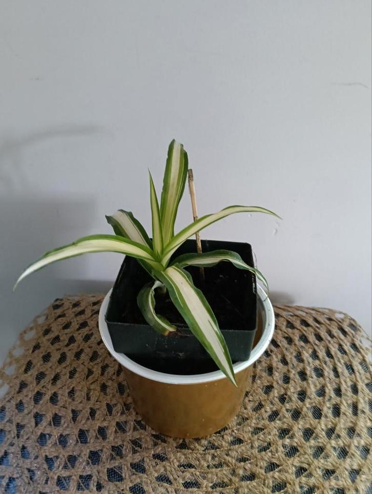 Graslelie 🌿Ruil mij!!🌿, Huis en Inrichting, Kamerplanten, Overige soorten, Minder dan 100 cm, Ophalen