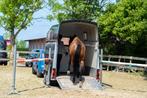 Trailerlaad training, hulp bij uitdagend gedrag trailerladen, Ophalen of Verzenden, Overige soorten