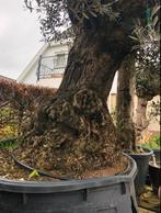 ❗️Actie️️❗️ Tekoop olijfboom Olea europea, Ophalen of Verzenden, Olijfboom, 250 tot 400 cm, Zomer