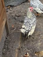 Sebright Hanen, Dieren en Toebehoren, Pluimvee, Mannelijk, Kip