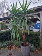 Grote Yucca Plant in Pot, Ophalen, 200 cm of meer, Halfschaduw, In pot