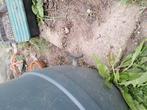 Regen ton, Tuin en Terras, Regentonnen, 150 liter of meer, Ophalen, Gebruikt, Met kraantje